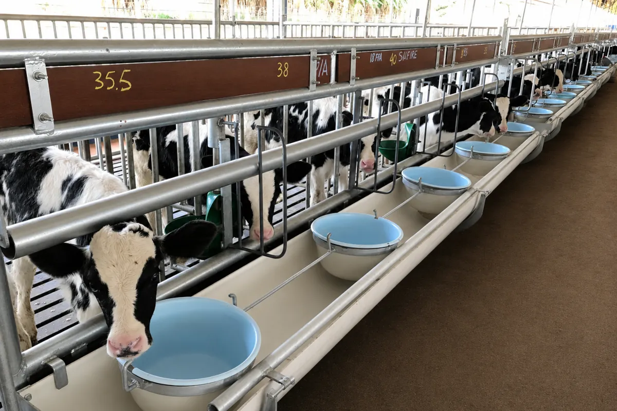 Bezerros em baias individuais com cochos de alimentação