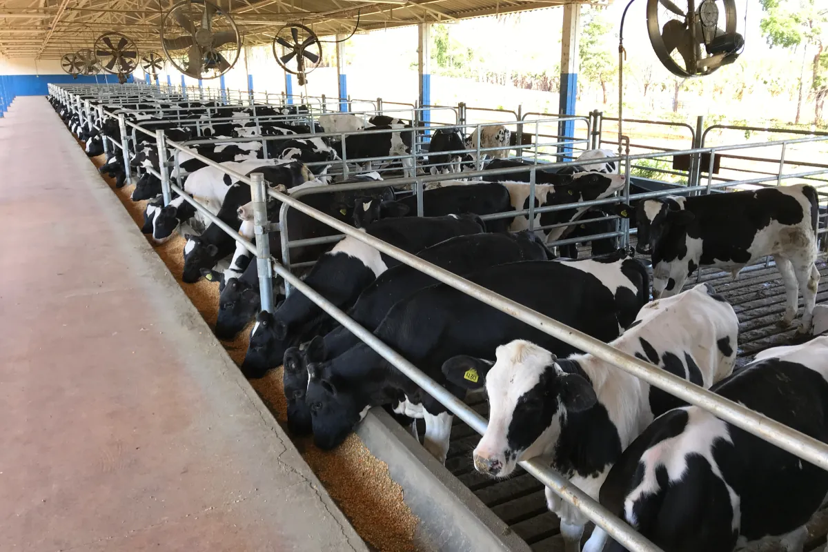 Alimentação dos bezerros na unidade de Patrocínio Paulista, SP